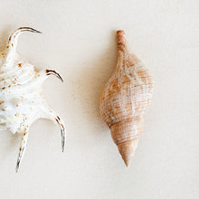 Load image into Gallery viewer, Vintage Conical Shells