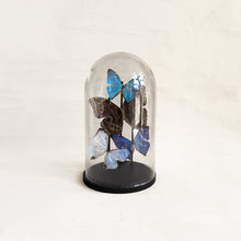 Load image into Gallery viewer, Butterfly Dome in Morpho
