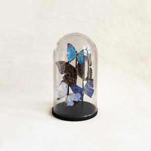 Butterfly Dome in Morpho