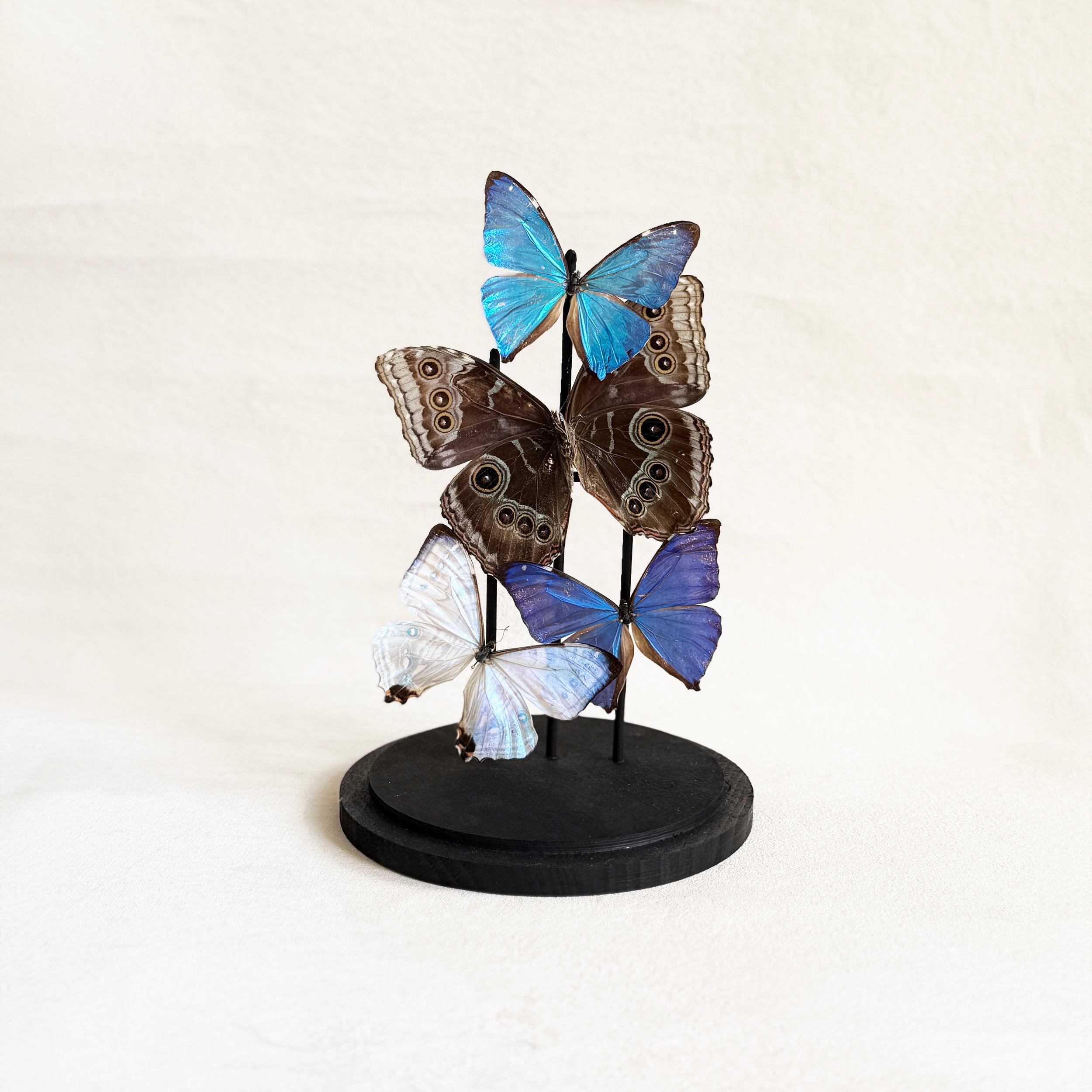 Butterfly Dome in Morpho