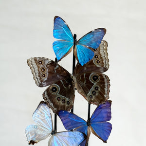 Butterfly Dome in Morpho