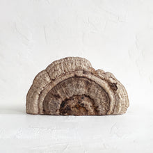 Load image into Gallery viewer, Medium Polypore Bracket Fungi