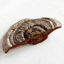 Load image into Gallery viewer, Medium Polypore Bracket Fungi