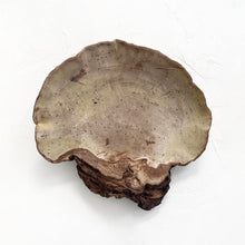Load image into Gallery viewer, Large Polypore Bracket Fungi