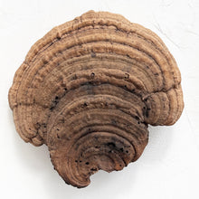 Load image into Gallery viewer, Large Polypore Bracket Fungi
