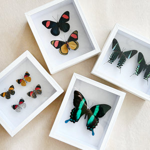 Framed Butterfly & Moth Specimens