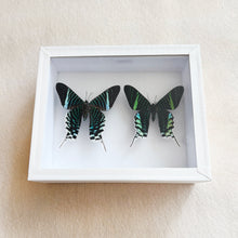 Load image into Gallery viewer, Framed Butterfly &amp; Moth Specimens