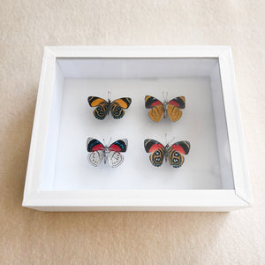 Framed Butterfly & Moth Specimens