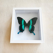 Load image into Gallery viewer, Framed Butterfly &amp; Moth Specimens