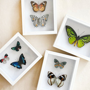 Framed Butterfly & Moth Specimens