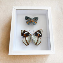 Load image into Gallery viewer, Framed Butterfly &amp; Moth Specimens