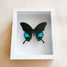 Load image into Gallery viewer, Framed Butterfly &amp; Moth Specimens