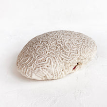 Load image into Gallery viewer, Fossilized Brain Coral