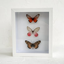 Load image into Gallery viewer, Framed Butterfly &amp; Moth Specimens