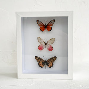 Framed Butterfly & Moth Specimens