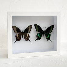 Load image into Gallery viewer, Framed Butterfly &amp; Moth Specimens