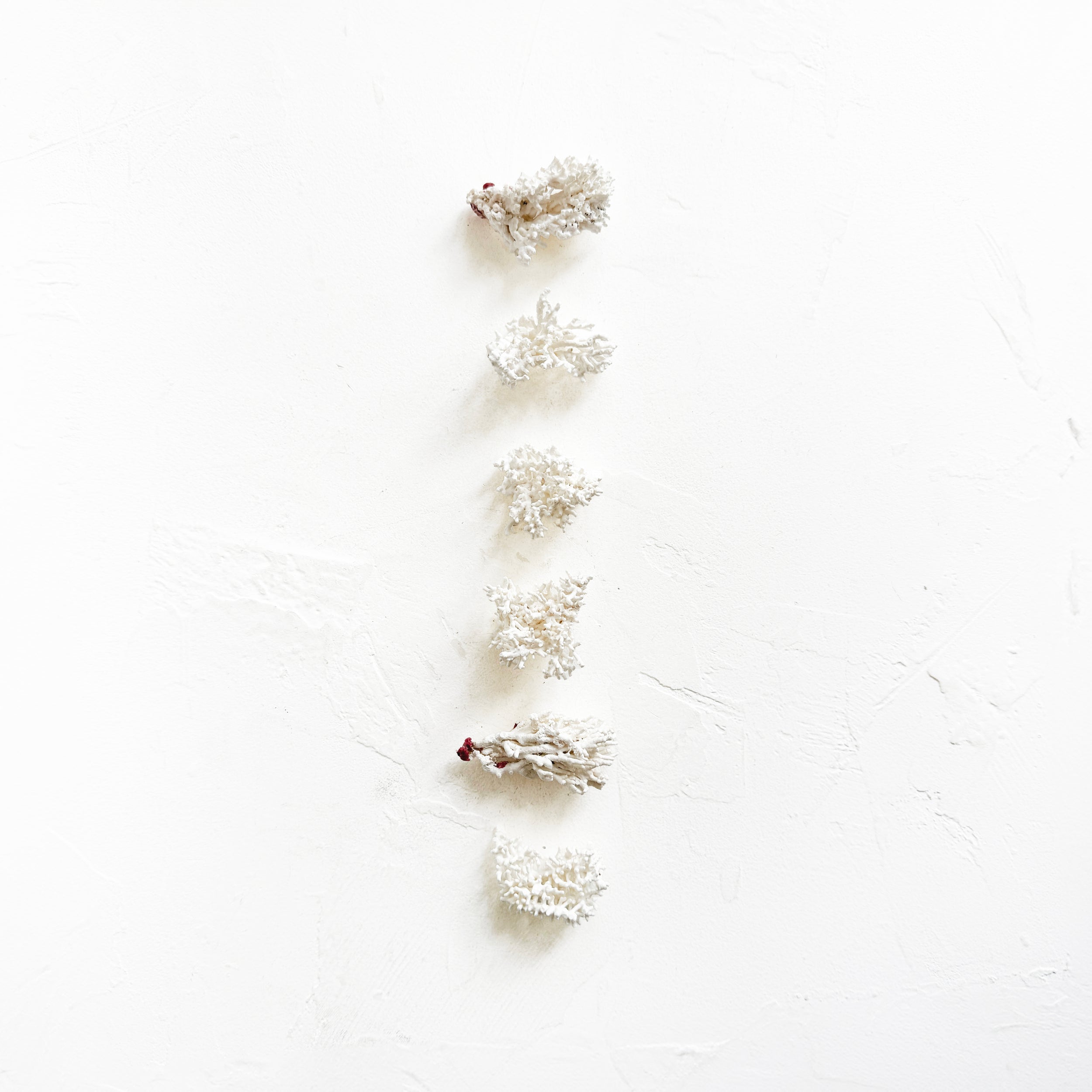 Vintage Brittle Coral