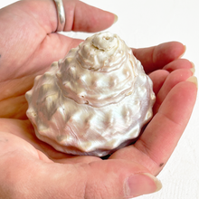 Load image into Gallery viewer, Vintage Conical Shells