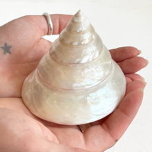 Load image into Gallery viewer, Vintage Conical Shells