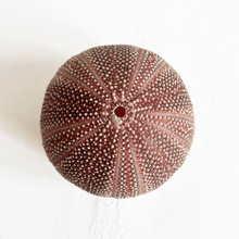Load image into Gallery viewer, Sea Urchin