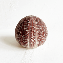 Load image into Gallery viewer, Sea Urchin