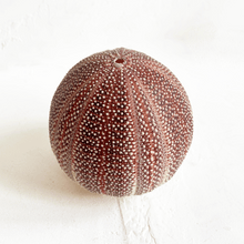 Load image into Gallery viewer, Sea Urchin