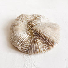 Load image into Gallery viewer, White Mushroom Coral