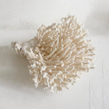 Load image into Gallery viewer, Large Lace Coral