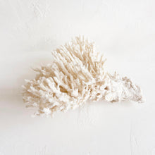 Load image into Gallery viewer, Large Lace Coral