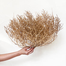 Load image into Gallery viewer, Tumbleweed