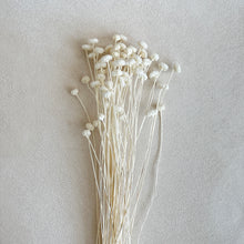 Load image into Gallery viewer, Dried Brazilian Chrysanthemum in White