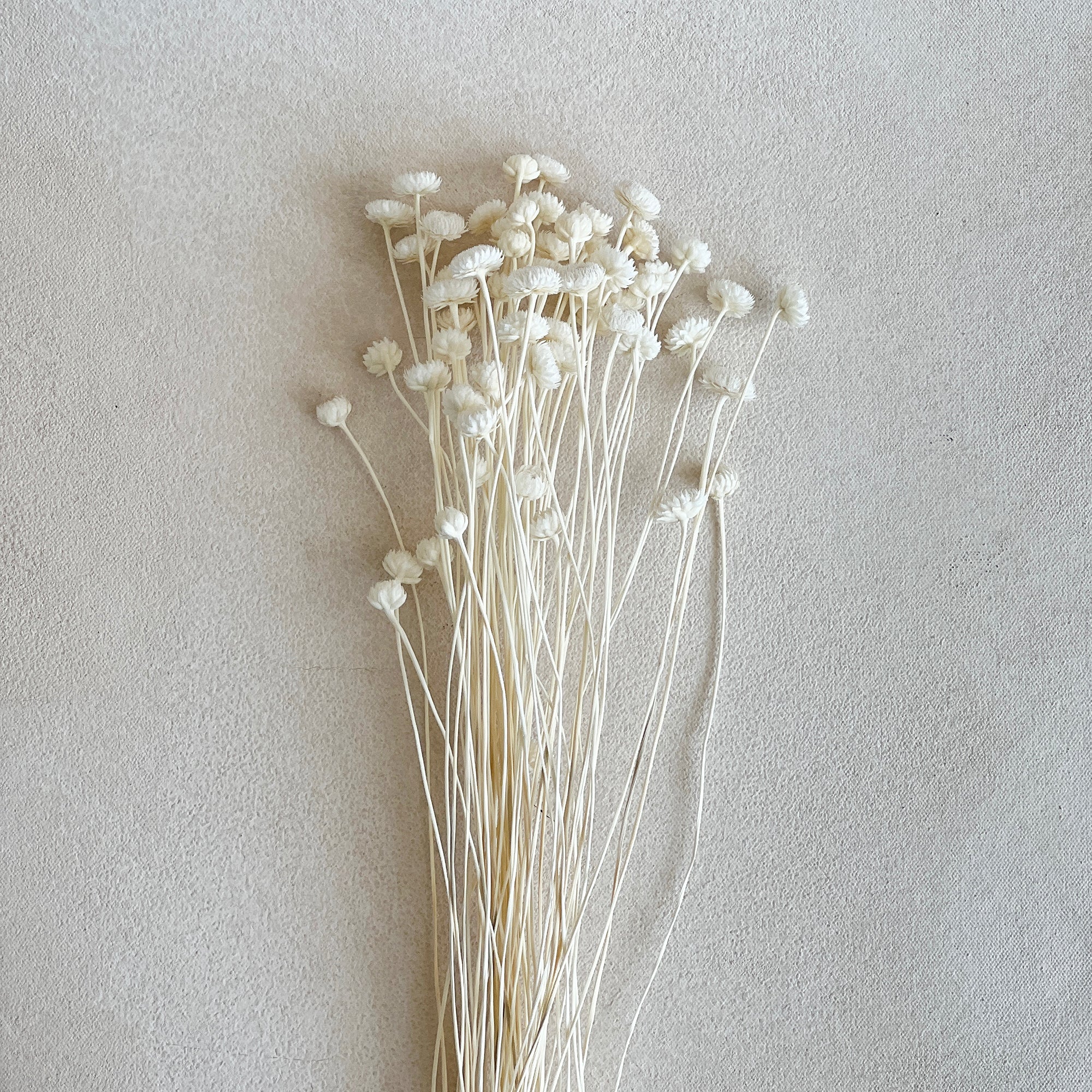 Dried Brazilian Chrysanthemum in White