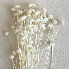 Load image into Gallery viewer, Dried Brazilian Chrysanthemum in White