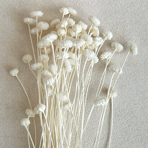 Dried Brazilian Chrysanthemum in White