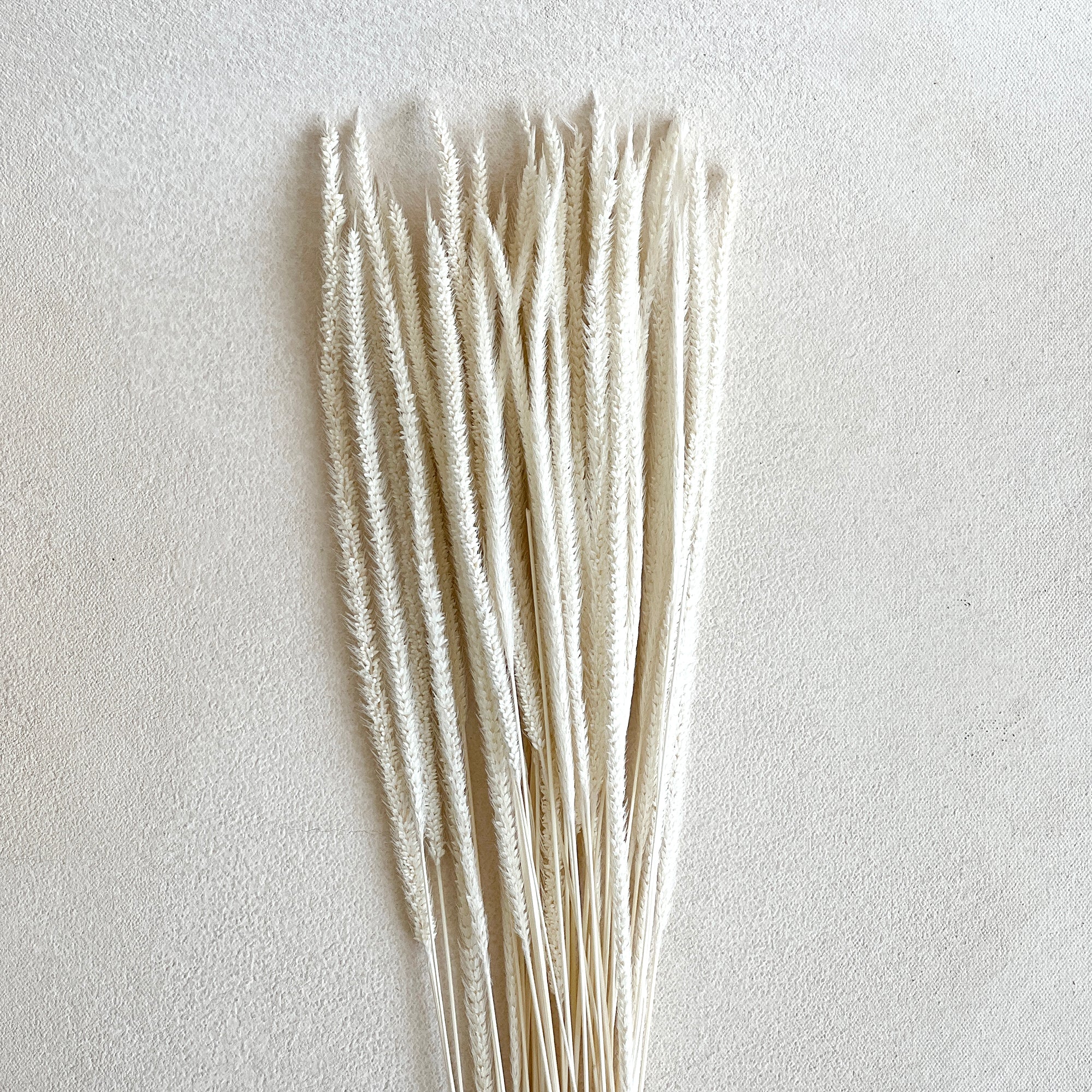 Dried White Kilin Grass