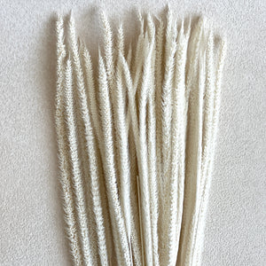 Dried White Kilin Grass