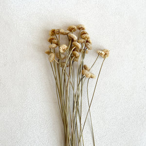 Dried Brazilian Chrysanthemum in Light Yellow