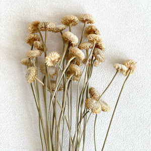 Dried Brazilian Chrysanthemum in Light Yellow