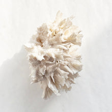 Load image into Gallery viewer, Birds Nest Coral