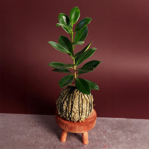 Bonsai + Kokedama Demo with Eberly Sensei!