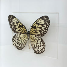 Load image into Gallery viewer, Butterfly Pinning Workshop