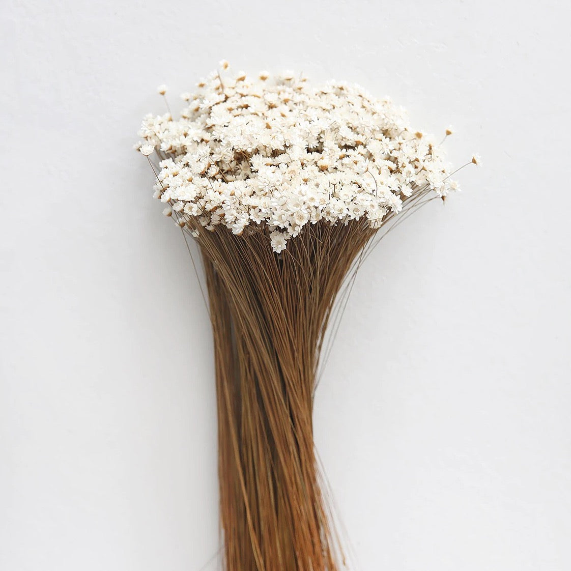 Dried Star Flower Bundle