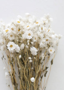 Dried Rodanthe
