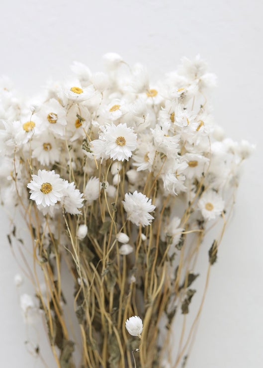Dried Rodanthe