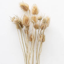 Load image into Gallery viewer, Dried Chardon Thistles