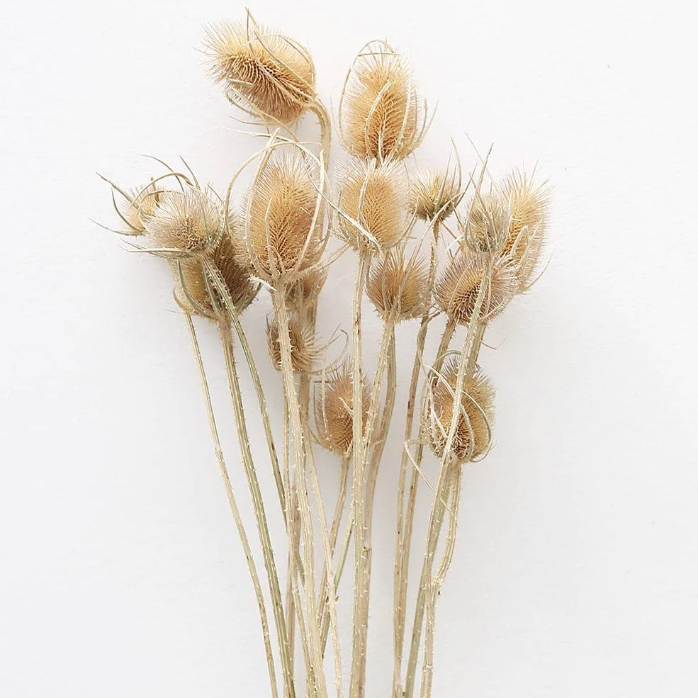 Dried Chardon Thistles
