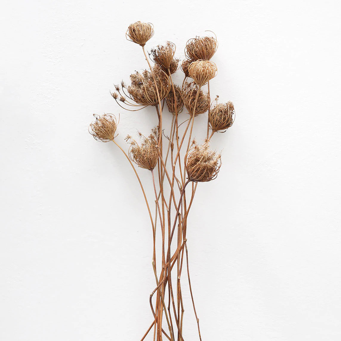 Dried Queen Anne's Lace
