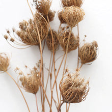 Load image into Gallery viewer, Dried Queen Anne&#39;s Lace