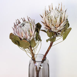 King Protea