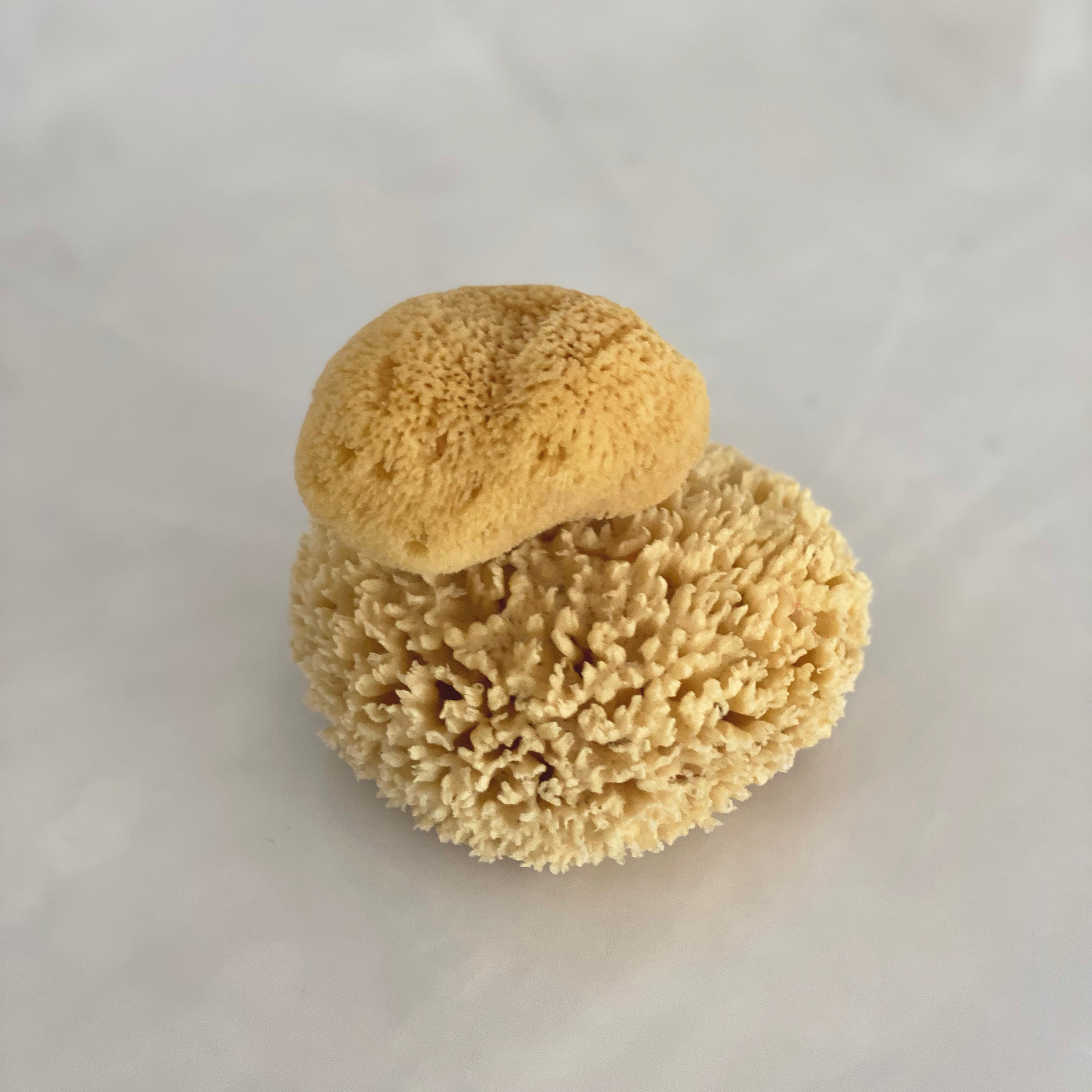 Sea Sponges